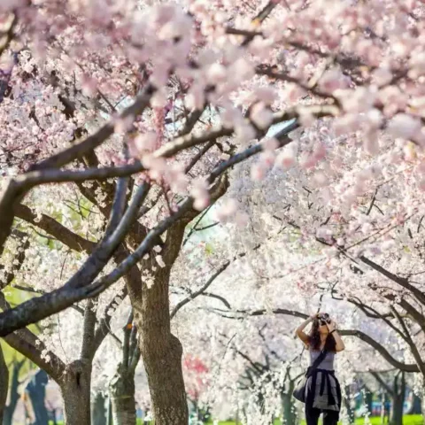Washington DC Cherry Blossoms 2026, Don’t Miss Peak Bloom