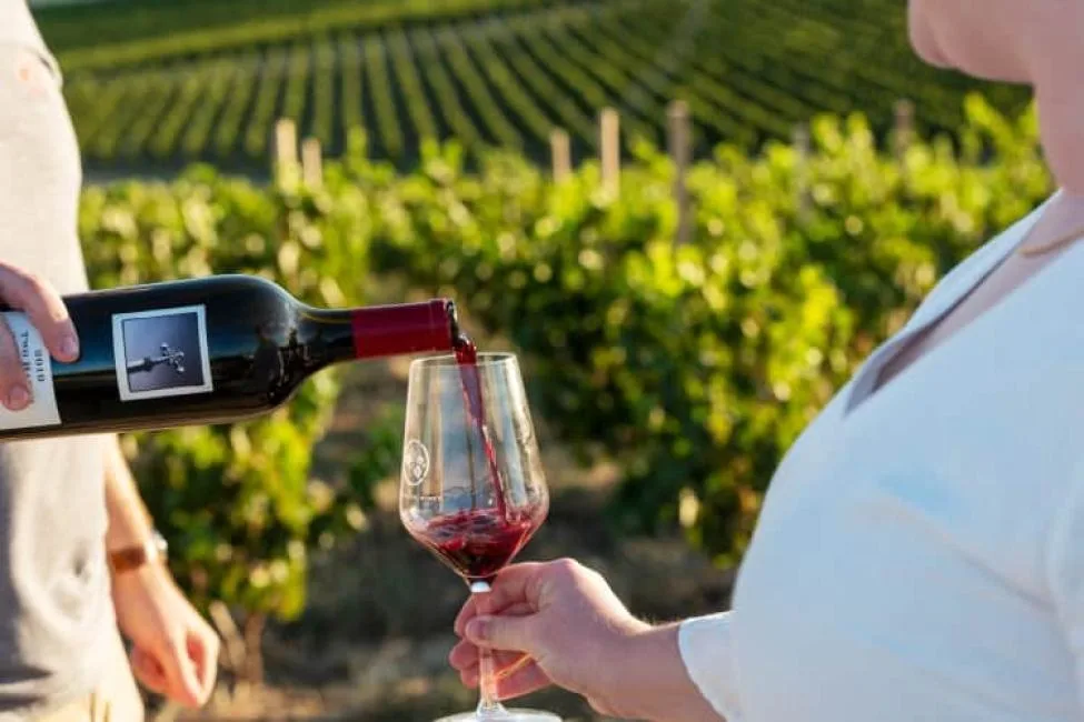 A close-up shot of a person pouring red wine from a bottle into a glass held by a woman, with straight rows of green grapevines stretching across a sunny vineyard in the background.