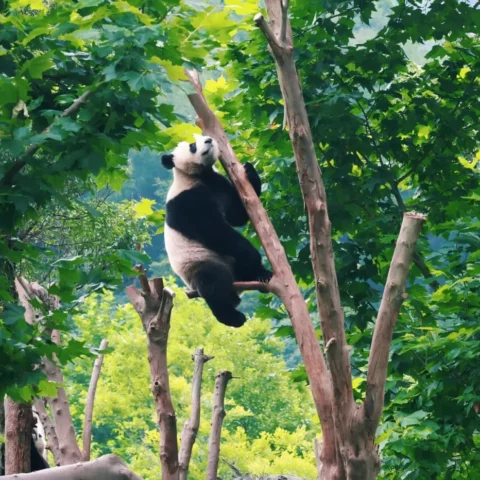 Best Time to See Active Pandas in Chengdu, What Most Visitors Miss in 2026