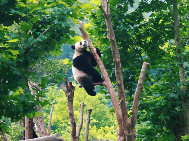 Best Time to See Active Pandas in Chengdu, What Most Visitors Miss in 2026
