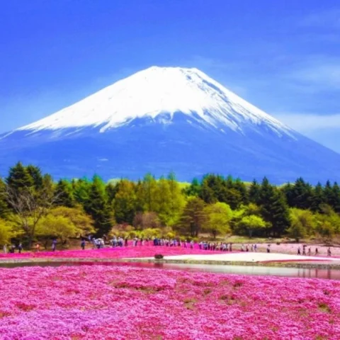 Cherry Blossoms at Mount Fuji 2026, Best Time and the Easiest Way to See Them