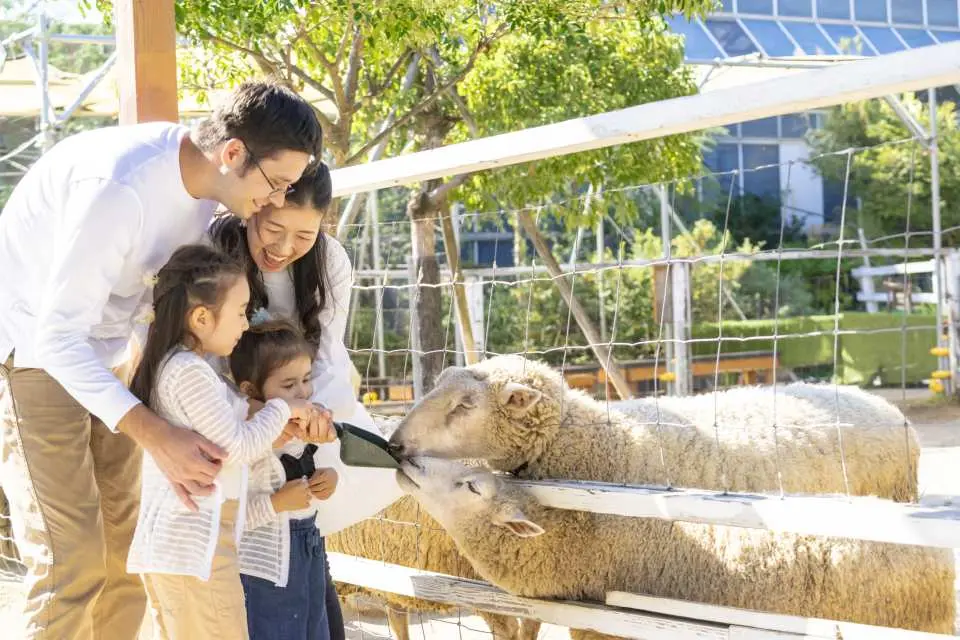 A smiling family of four, including two young children, uses a scoop to feed two fluffy sheep through a wire fence at an outdoor farm or petting zoo.
