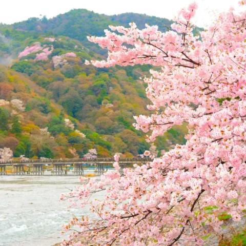 Kyoto Cherry Blossom 2026, Best Time and the Easiest Ways to See Sakura