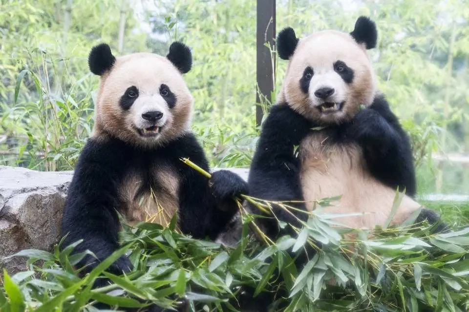 Two giant pandas sitting side by side eating fresh bamboo stalks surrounded by green foliage at Everland Panda World.