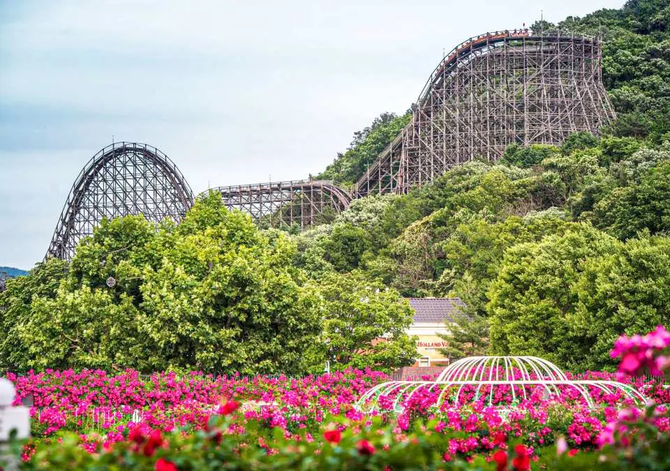 The massive wooden track of the T Express roller coaster towering over lush green hills and bright pink flower beds at Everland Theme Park.