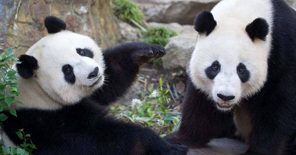 Two giant pandas sitting next to each other in an outdoor enclosure surrounded by rocks and green plants.