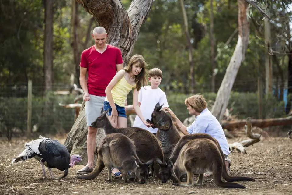 A family of four interacts with and feeds a group of kangaroos in an open outdoor wildlife park enclosure with trees.