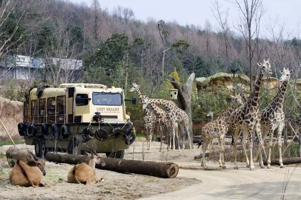 An amphibious safari vehicle driving near giraffes and antelopes at Everland's Lost Valley attraction.
