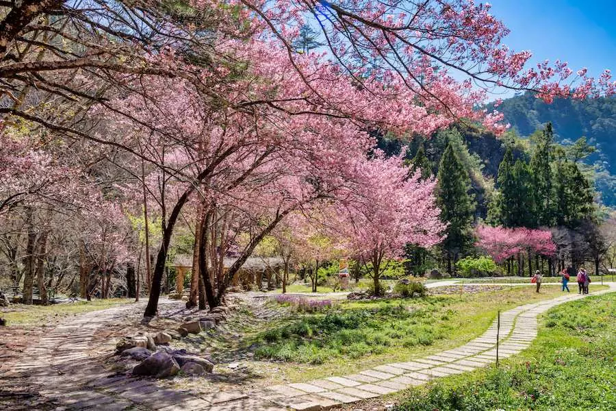 Cherry blossoms at Yilan