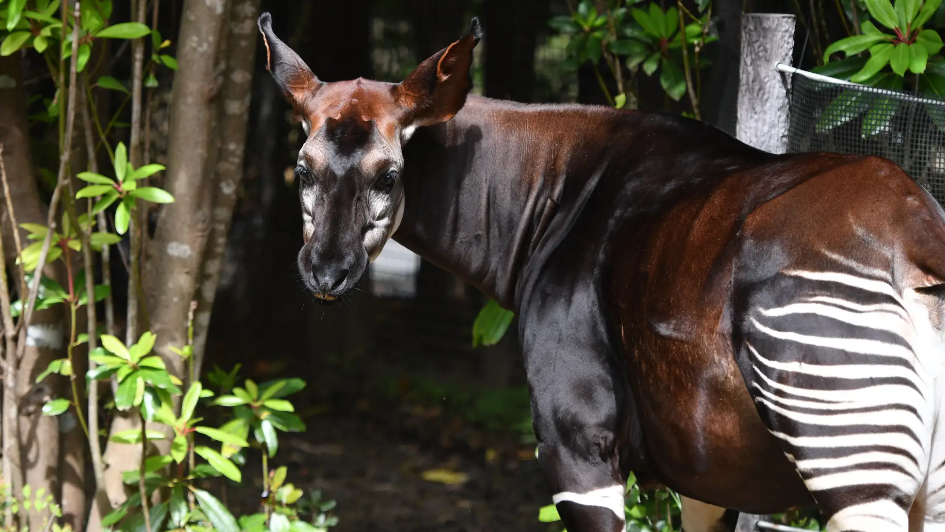 KKday、よこはま動物園ズーラシアのチケット販売開始。KKdayが運用するrezio導入で、世界中の人が楽しめる動物園を目指す